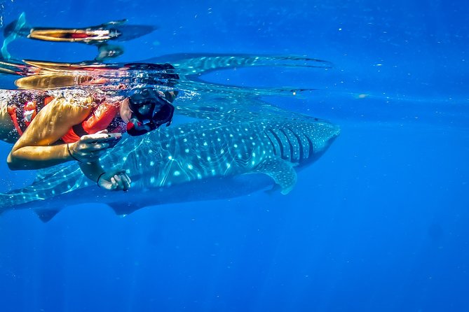 Private Whale Shark All Inclusive Experience - Snorkeling at the Mayan coral reef