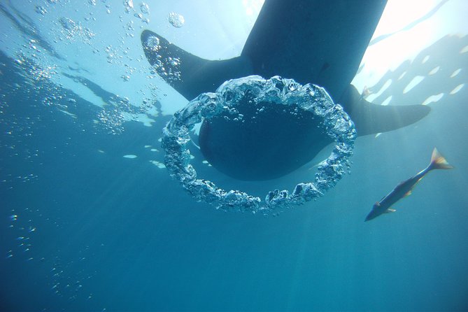Private Whale Shark All Inclusive Experience - Food, equipment, and photo options
