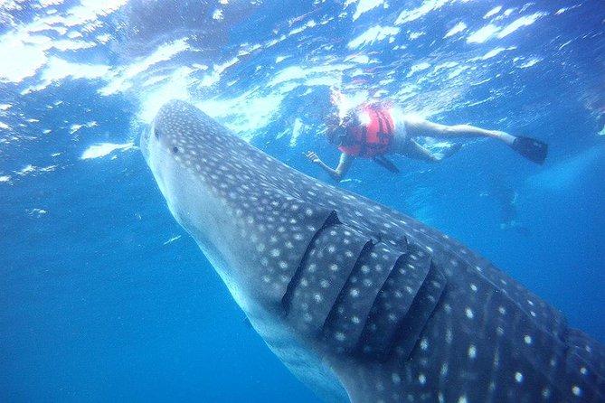 Private Whale Shark Ecofriendly Tour from Riviera Maya - From Your Hotel to VNV Marina