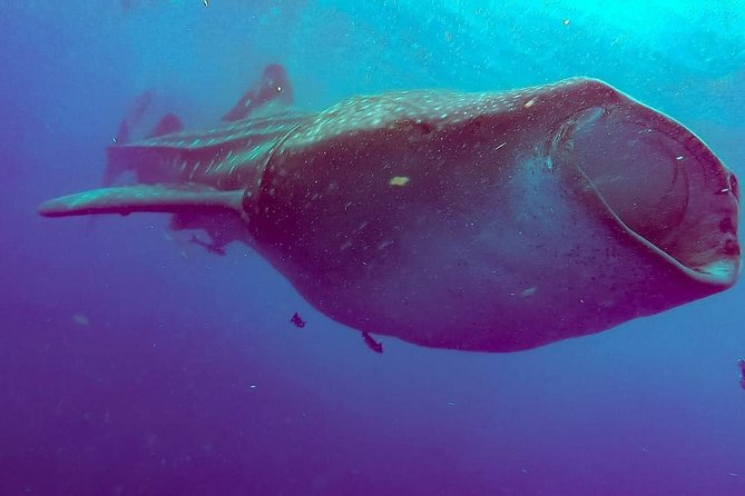 Private Whale Shark Ecofriendly Tour from Riviera Maya - Isla Contoy and Playa Norte