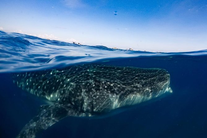 Private Whale Shark Ecofriendly Tour from Riviera Maya - Lunch, Water, and What Is Included