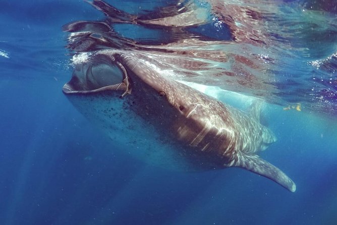 Private Whale Shark Ecofriendly Tour from Riviera Maya - Is $895 Per Person a Fair Price?