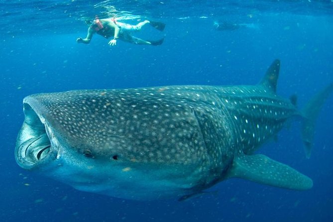 Private Whale Shark Ecofriendly Tour from Riviera Maya - Health Measures and Physical Demands