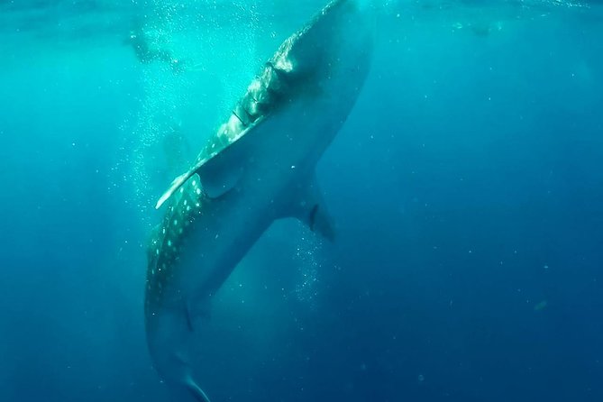 Private Whale Shark Ecofriendly Tour from Riviera Maya - Who Will Enjoy This Experience Most?