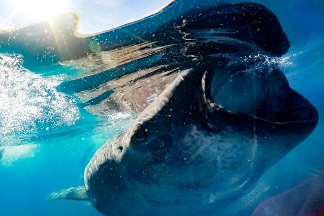 Private Whale Shark Ecofriendly Tour from Riviera Maya - The Whale Shark Swim Near the Yucatan