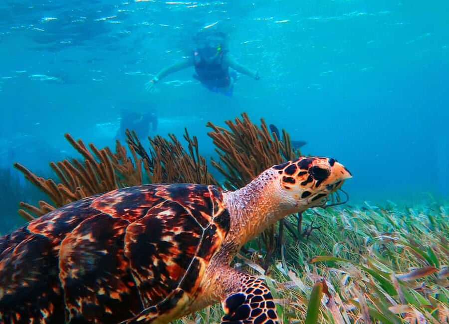 Puerto Morelos: National Reef Park Snorkeling & Beach Lunch - Key points at a glance
