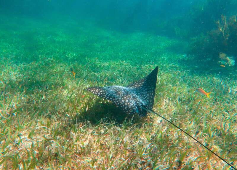 Puerto Morelos: National Reef Park Snorkeling & Beach Lunch - What the $39 price really covers
