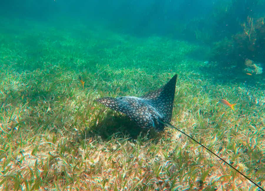 Puerto Morelos: National Reef Park Snorkeling & Beach Lunch - Hotel pickup from Cancun, Playa del Carmen, or Akumal