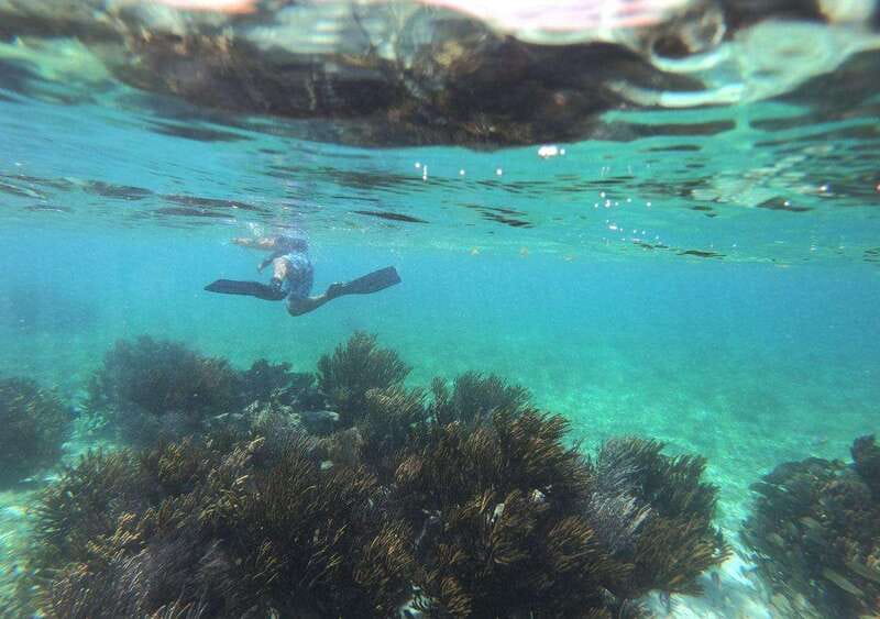 Puerto Morelos: Snorkel in Coral Reef with transportation - Booking details that matter