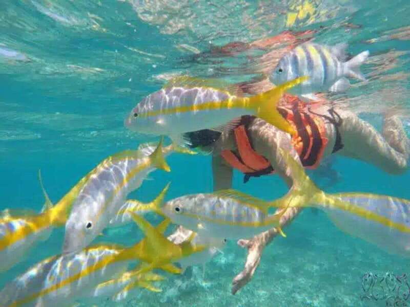 Puerto Morelos: Snorkeling at The National Reef Park - Two snorkeling sites in shallow reef water