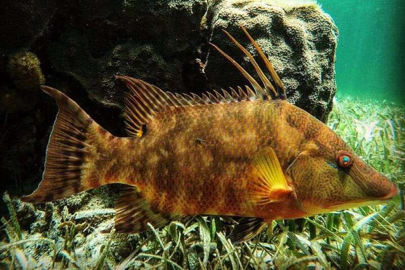 Puerto Morelos: Snorkeling Guided Activity - Why the two-hour format works