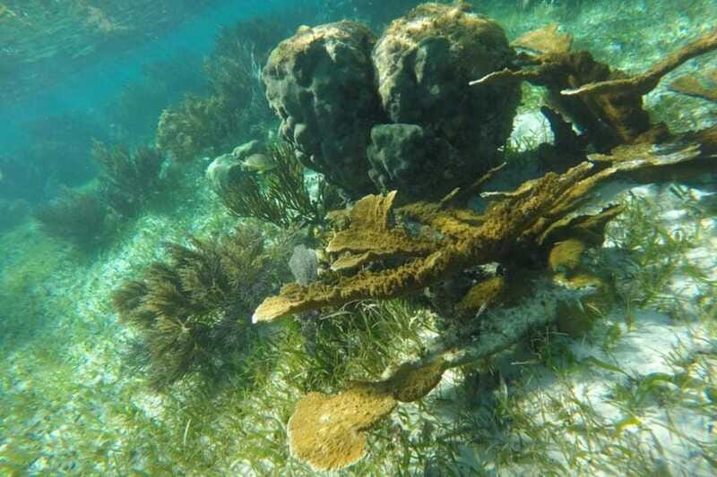 Puerto Morelos: Snorkeling Guided Activity - Equipment, comfort, and sun protection