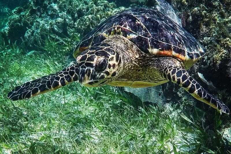 Puerto Morelos: Snorkeling Guided Activity - Is $35 a fair price?