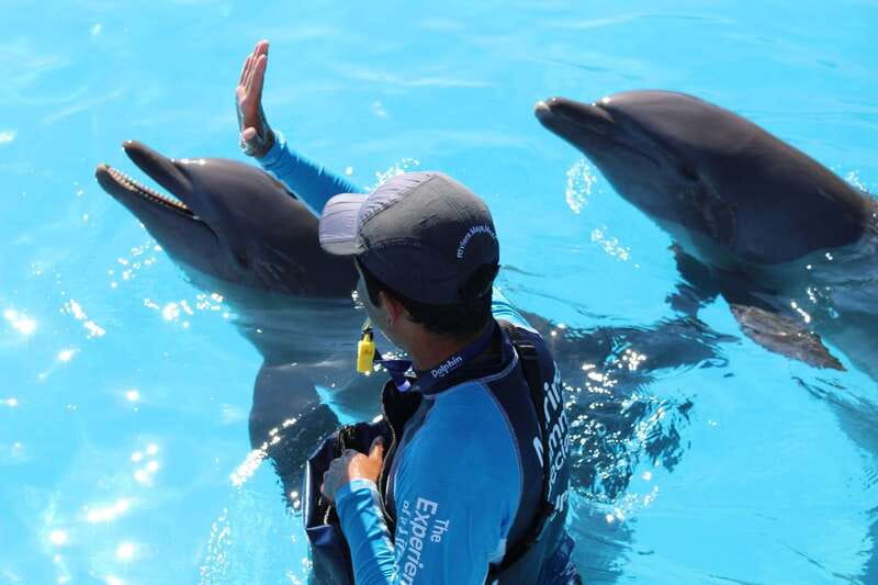 Riviera Maya: Dolphin Encounter with Beach Club Access - Rules for children and families
