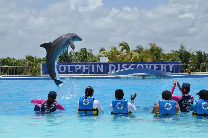 Riviera Maya: Dolphin Encounter with Beach Club Access - Learning about dolphins, not just touching them