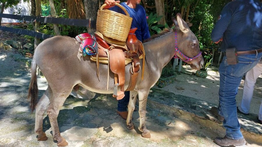Riviera Maya: Horseback Riding at Rancho Bonanza - Key points to know before booking