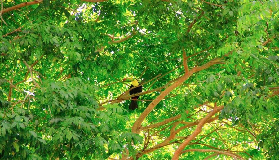 Riviera Maya: Horseback Riding at Rancho Bonanza - A gentle ride into the Riviera Maya jungle