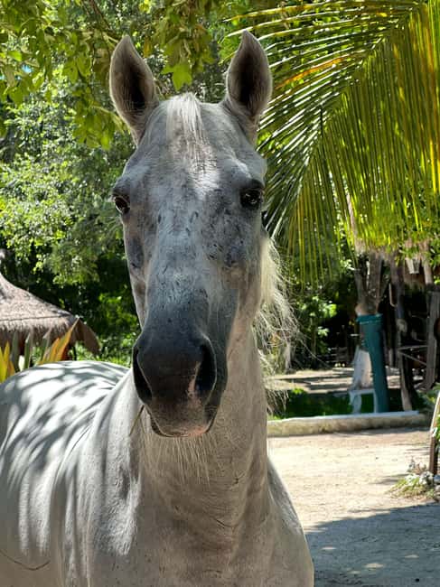 Riviera Maya: Horseback Riding at Rancho Bonanza - The cenote finish