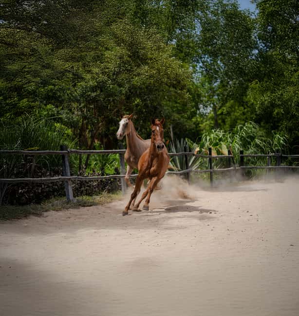 Riviera Maya: Horseback Riding at Rancho Bonanza - What the two hours feel like