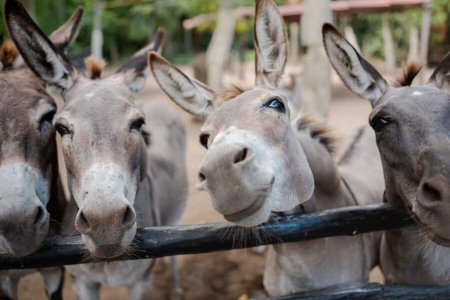 Riviera Maya: Horseback Riding at Rancho Bonanza - Price and practical value