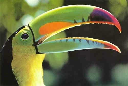 Riviera Maya: Puerto Morelos 4-Hour Bird Watching Tour - Key details at a glance