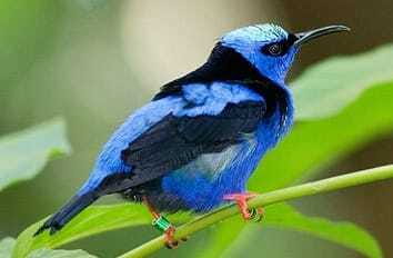Riviera Maya: Puerto Morelos 4-Hour Bird Watching Tour - Why Puerto Morelos works so well for birding