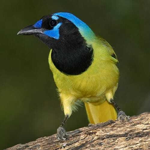 Riviera Maya: Puerto Morelos 4-Hour Bird Watching Tour - Four hours on foot in the Mayan jungle