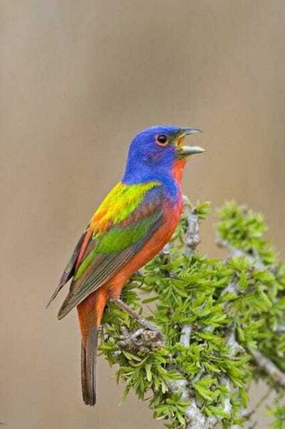 Riviera Maya: Puerto Morelos 4-Hour Bird Watching Tour
