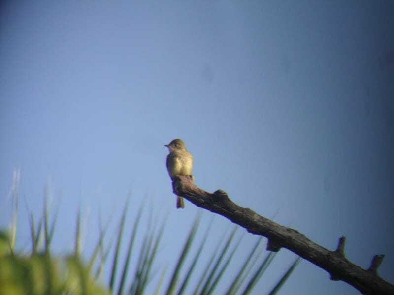 Riviera Maya: Puerto Morelos 4-Hour Bird Watching Tour - The birds you may see