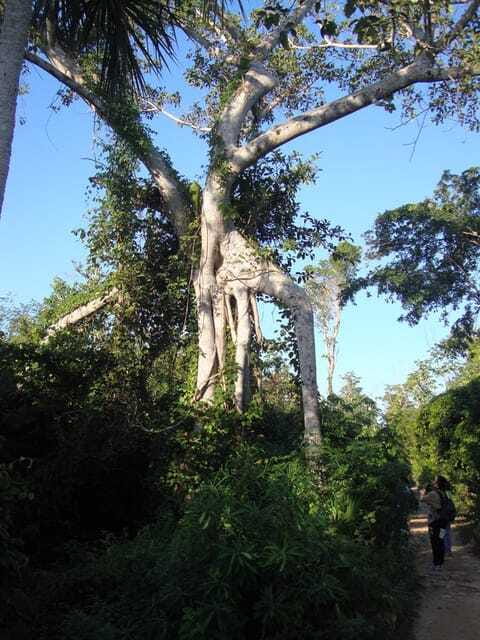 Riviera Maya: Puerto Morelos 4-Hour Bird Watching Tour - What the naturalist guide adds