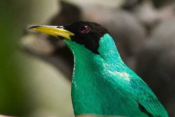 Riviera Maya: Puerto Morelos 4-Hour Bird Watching Tour - Who should book this morning?