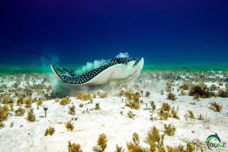 Scuba Dive in Playa del Carmen - 2 Dives (Certified divers) - Is this a good fit for your trip?