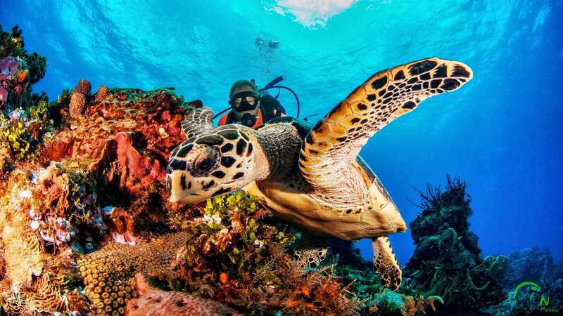 Scuba Dive in Playa del Carmen - 2 Dives (Certified divers) - Finding Dune Mexico at 7:45 or noon