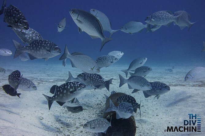 Scuba Diving for Beginners – Tulum Dive Machine - Cuevitas Reef adds warm Caribbean water