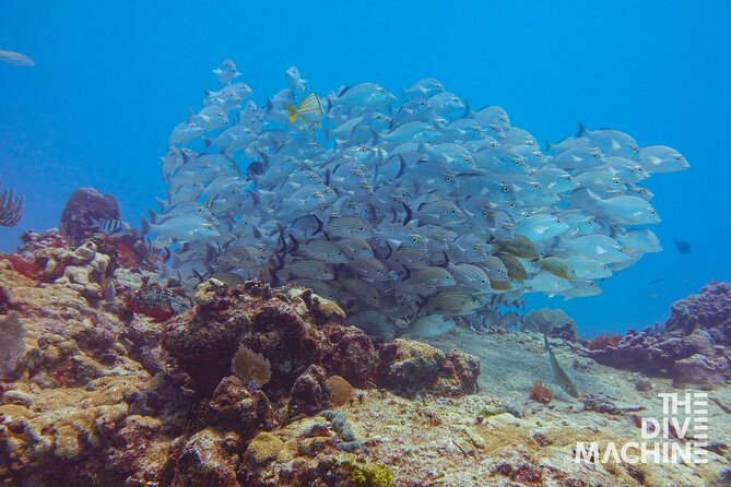 Scuba Diving for Beginners – Tulum Dive Machine - What the $198 price really covers
