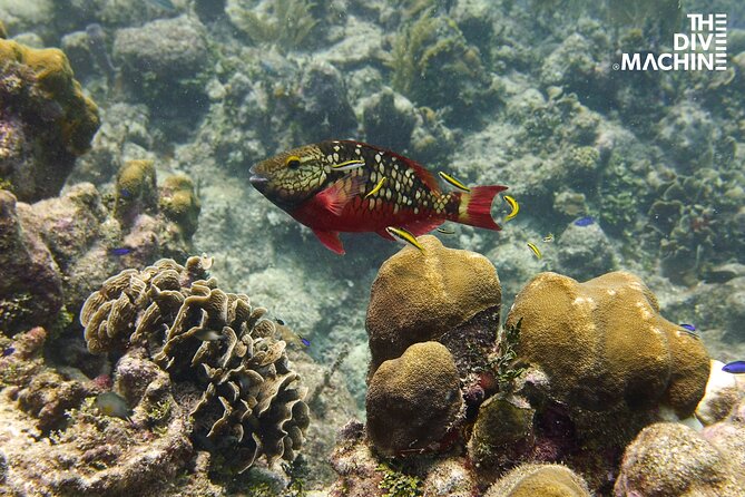 Scuba Diving for Beginners – Tulum Dive Machine - Practical timing, transport, and safety details