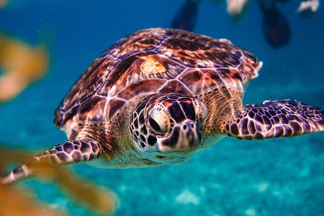 Sea turtle and cenotes half day Snorkeling Tour from Riviera Maya - Turtles and Tulum Castle from the water
