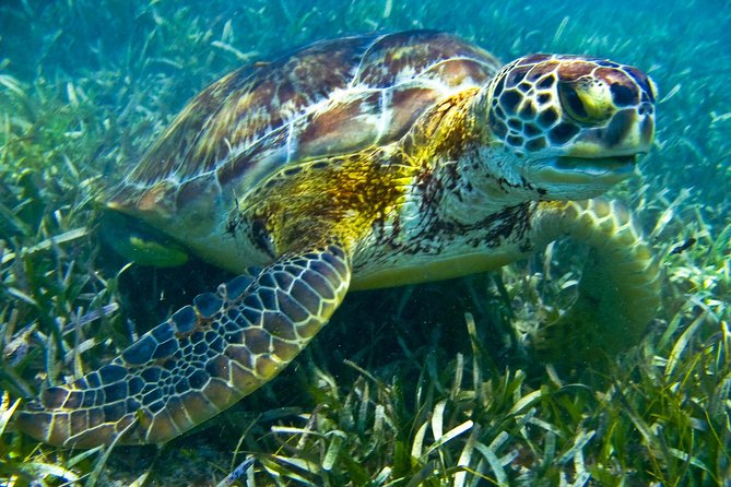 Sea turtle and cenotes half day Snorkeling Tour from Riviera Maya - Guides who shape the day