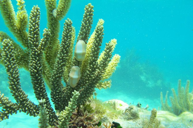 Sea turtle and cenotes half day Snorkeling Tour from Riviera Maya - The physical side of the experience