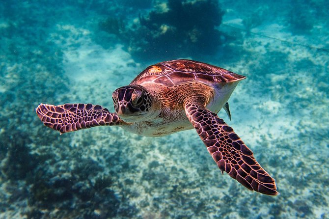 Sea turtle and cenotes half day Snorkeling Tour from Riviera Maya - Booking, cancellation, and practical planning