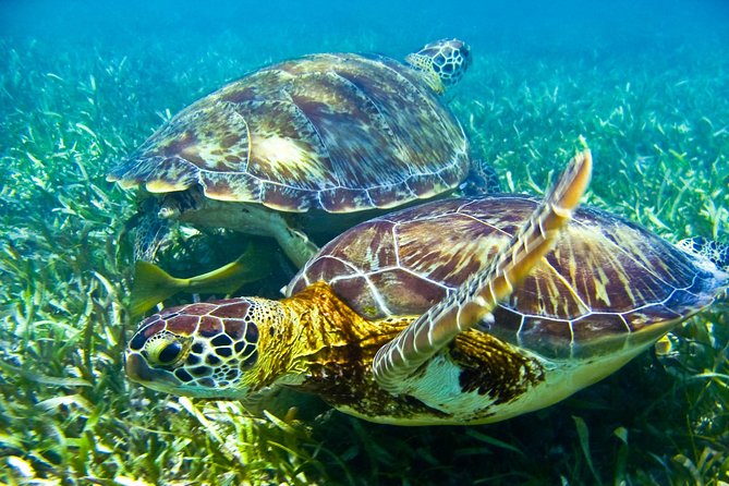 Sea turtle and cenotes half day Snorkeling Tour from Riviera Maya - Chikin Ha’s cool, shaded cenotes