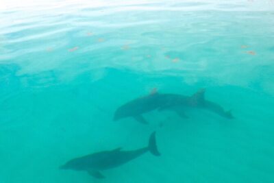 Sian Ka’an Boat Experience from Riviera Maya to Tulum