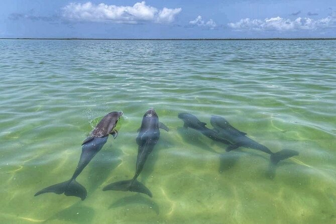 Sian Ka'an Boat Experience from Riviera Maya to Tulum - Wildlife watching in mangroves and open water