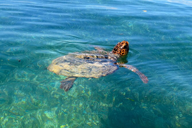 Sian Ka'an Boat Experience from Riviera Maya to Tulum - Snorkeling the reef and swimming in the natural pool