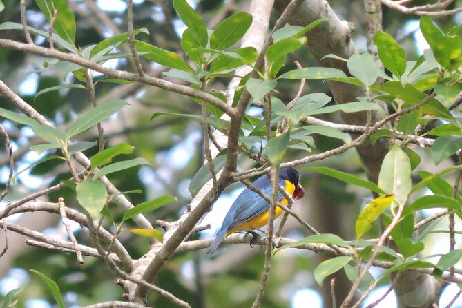 Small-Group Birdwatching Sian Kaan with professional guide - The bird list: from 40 species to more than 60