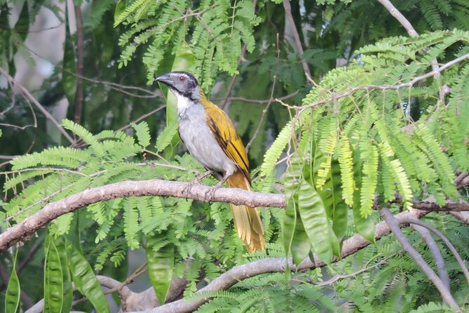 Small-Group Birdwatching Sian Kaan with professional guide - Is the $100 price good value?