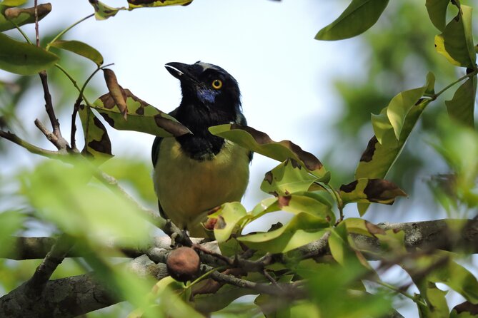 Small-Group Birdwatching Sian Kaan with professional guide - Who should book this Sian Kaan outing?