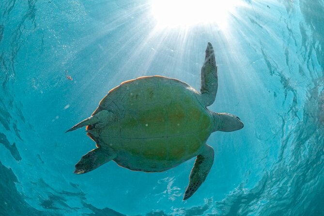 Small Group Tour to Cenote Cave and Sea Turtles snorkeling - Pickup, meeting points, and the five to six-hour schedule