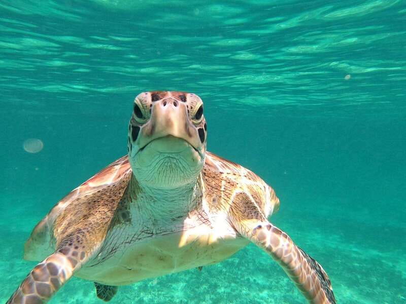SNORKEL IN TULUM REEF, BOAT RIDE AND CALETA - The caleta offers a quieter water stop