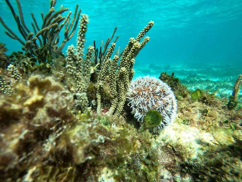 SNORKEL IN TULUM REEF, BOAT RIDE AND CALETA - The two-hour schedule needs careful reading